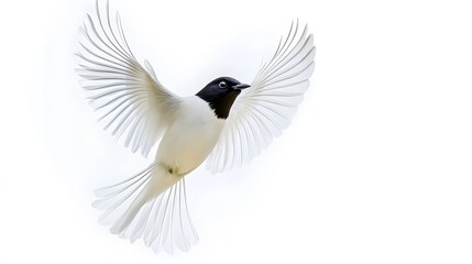 Fototapeta premium Bare-throated Bellbird Flying on White Background, Photo Realistic, Wallpaper, Cover and Screen for Smartphone, PC, Laptop, 9:16 and 16:9 Format