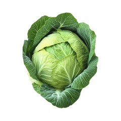 Obraz premium Cabbage: A vibrant green cabbage head.