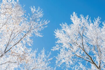 Snow-Covered Branches Against a Bright Blue Sky