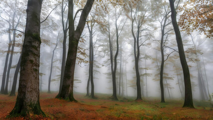 Obraz premium autumn forest in the fog
