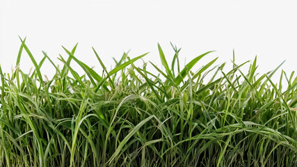 Fototapeta premium green grass isolated on white