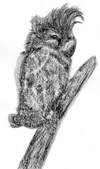 Illustration of Australian native bird, Gang gang cockatoo