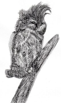 recommend clip art: Illustration of Australian native bird, Gang gang cockatoo