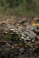 Fototapeta premium small white fungus growing on moss covered rock