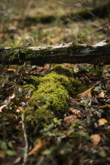 moss on a tree root