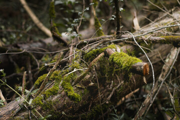 moss on a fallen down tree