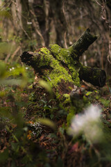 moss on the tree stump 