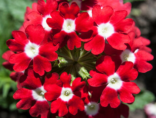 red verbena inflorescences among green leaves