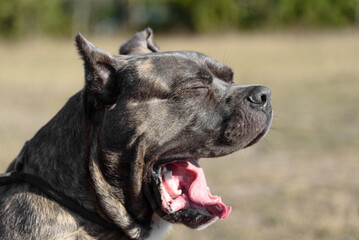 Cane Corso dog yawning in field in sunny day, Italian breed of mastiff, Cane Corso Italiano, companion or guard dog, tiger color, close-up view of muzzle, dogwalking concept