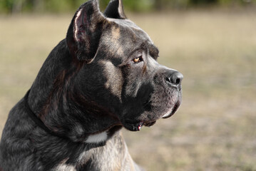 Cane Corso dog in field in sunny day, Italian breed of mastiff, Cane Corso Italiano, companion or guard dog, tiger color, close-up view of muzzle, profile portrait, dogwalking concept