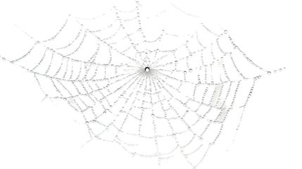 spider web on transparent background
