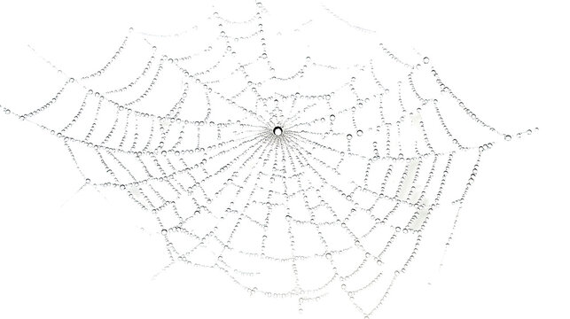 spider web on transparent background