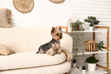 Cute small Yorkshire terrier dog sitting on sofa in living room