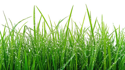Fototapeta premium grass on a transparent background