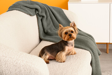 Cute small Yorkshire terrier dog sitting on sofa in living room