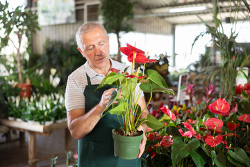 Man employee of garden hypermarket holds pot of indoor Anthurium in hands. Male employee inspects...