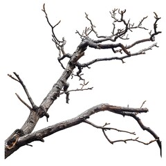 Branch tree dry cracked dark bark on white background