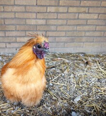 Gold brown silkie chinese chicken rests on straw in a chicken coop with a stone wall in the background 