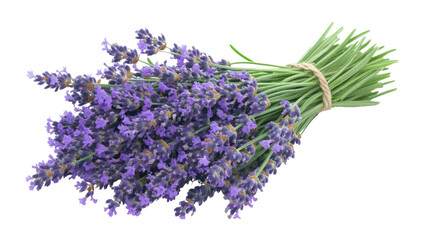 lavender on a transparent background