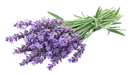 lavender on a transparent background