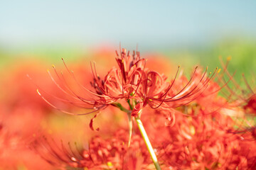 赤い彼岸花