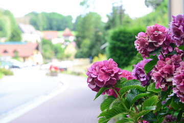 Beautiful pink hydrangea flowers on street, closeup