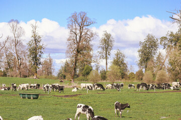 Vacas