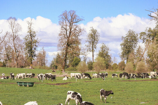 Vacas