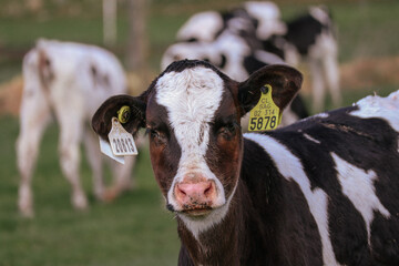 Vaca