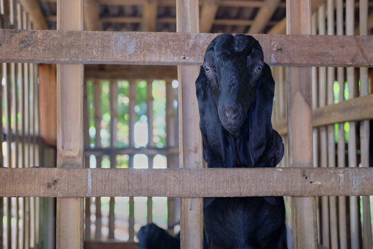 Black Goat, Goat Food for Home Pets, Black Goat typical of Central Java, Indonesia