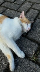 the cat sleeps on the roof