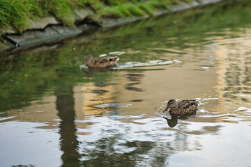 Malard ducks on the river in the morning