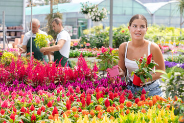 Girl walks through exhibition of ornamental plants, examines celosia in showcase. Young female buyer is interested in plants, holding pot with young plant in hands