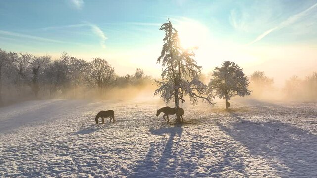 AERIAL, SILHOUETTE: Brown horses peacefully graze in a misty winter landscape at sunrise. Golden beams of rising sun cast long shadows and soft light through the bare trees shrouded in morning mist.