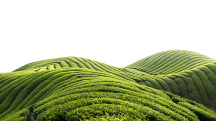 green tea plantation isolated on transparent white background, clipping path
