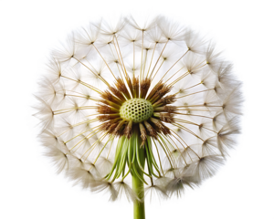 Dandelion flower seed isolated on white background as transparent, Png