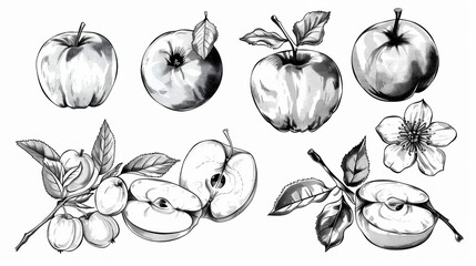 Line drawing of apple fruit, flower, plant, leaf