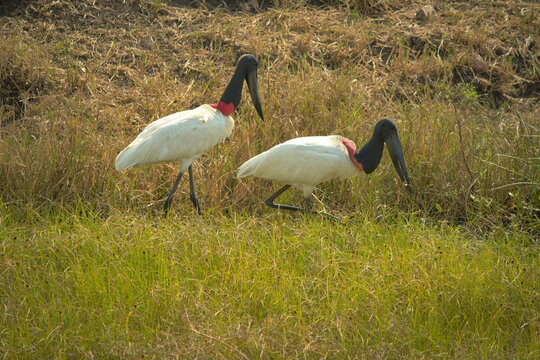 Casal de tuiuiu se alimentando no pantanal