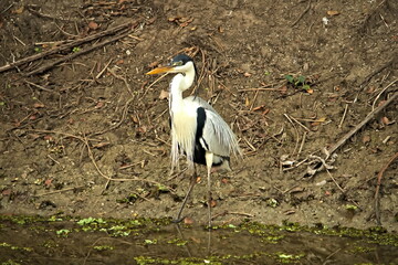 Garça-moura repousando próximo a um rio no pantanal