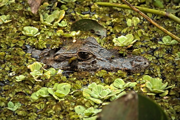 Close-up nos olhos de um jacaré camuflado no rio