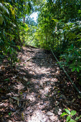 This tranquil image invites viewers to immerse themselves in the lush greenery of a tropical...