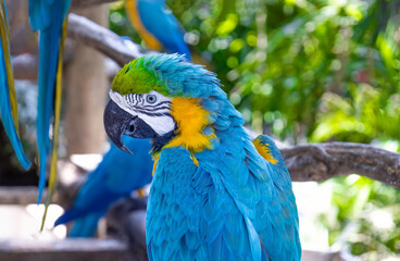 Blue and yellow jungle macaw parrot with open beak friendly staring at camera.