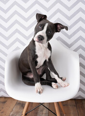 Gray Pittie Pit bull Puppy Dog Sitting in White Chair on Chevron Background