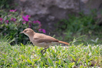 Hornero. Ave nativa de américa del sur, que realiza su nido con forma de horno de barro