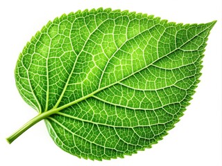 Obraz premium Vibrant green leaf with intricate veins and delicate edges, isolated on a soft white background, showcasing the beauty of nature's simplest yet most striking details.