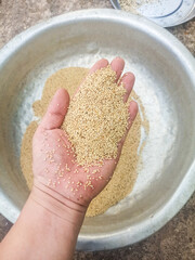 A person's hand is holdind sesame seeds,The background shows a large metal basin filled with more of these seeds.
