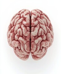Highquality 3D illustration of a human brain with realistic texture and details displayed on a clean white background Ideal for use in medical presentations neuroscience research psychology and educat