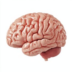 Highquality 3D illustration of a human brain with realistic texture and details displayed on a clean white background Ideal for use in medical presentations neuroscience research psychology and educat