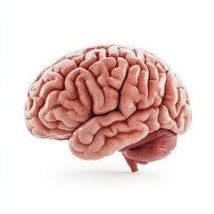 Highquality 3D illustration of a human brain with realistic texture and details displayed on a clean white background Ideal for use in medical presentations neuroscience research psychology and educat