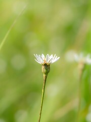 秋の湿原に佇むサワシロギクとシラタマホシクサの風景。背景。自然風景素材。